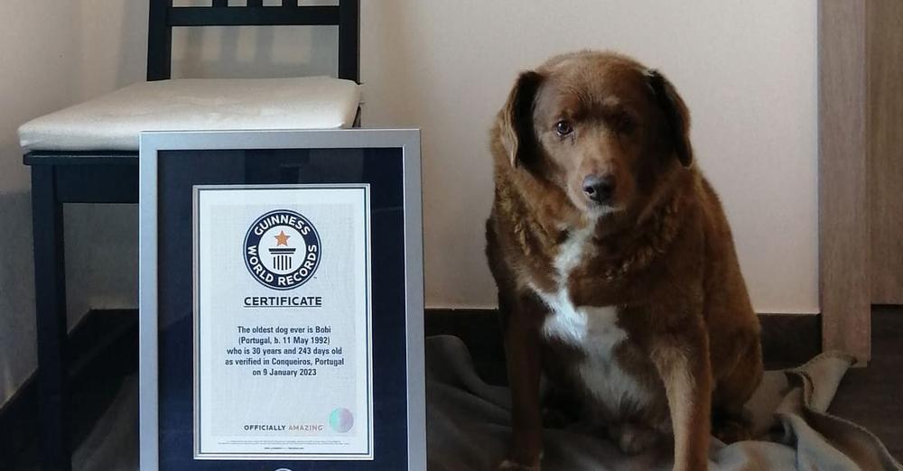 Guinness World Records suspends Bobi’s “oldest dog” title as skeptics doubt 31-year-old dog