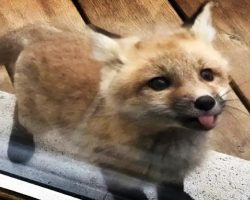Adorable Baby Foxes Show Up At Grandma’s To Play And Beg For Cookies