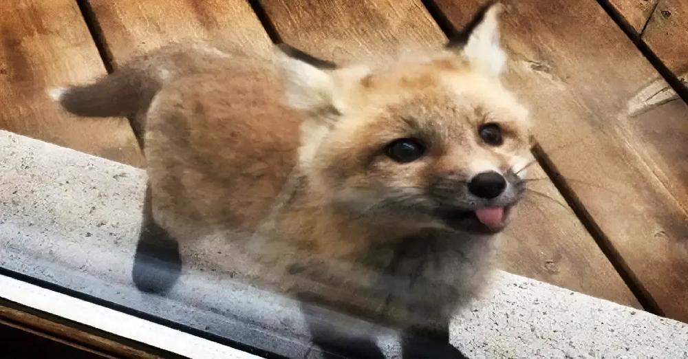 Adorable Baby Foxes Show Up At Grandma’s To Play And Beg For Cookies
