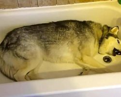 Stubborn Husky Throws Hilarious Temper Tantrum in the Bathtub
