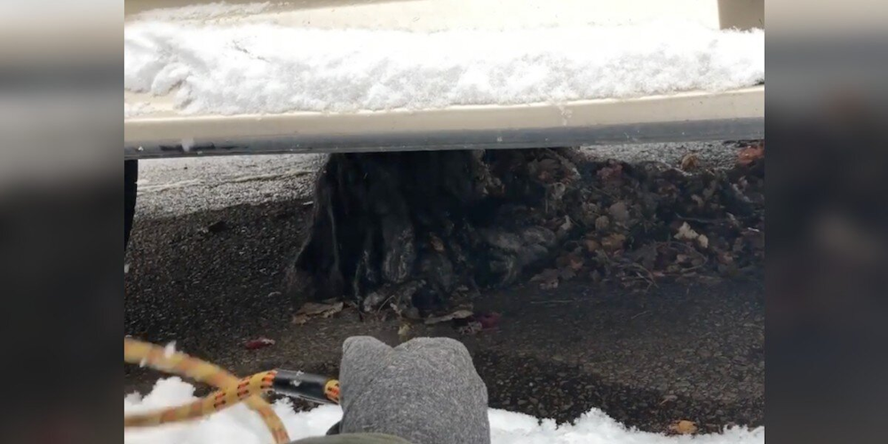 Dog Found ‘Frozen to the Ground’ Is Unrecognizable After Shedding 6 Pounds of Matted Fur