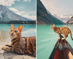 Meet Suki, the adventurous Bengal cat who’s charming the whole world