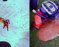 Coast Guard airmen rescue dog who fell from 300-foot cliff — watch the dramatic rescue