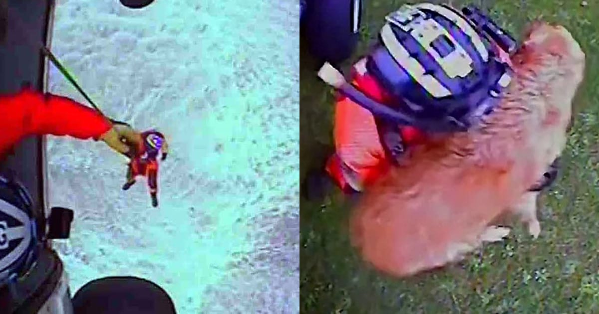 Coast Guard airmen rescue dog who fell from 300-foot cliff — watch the dramatic rescue