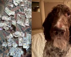 Couple is shocked to find their pet dog ate $4,000 in cash