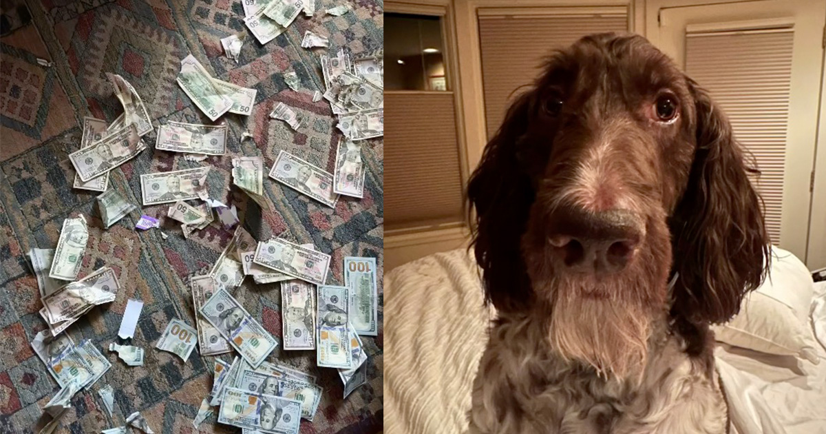 Couple is shocked to find their pet dog ate $4,000 in cash