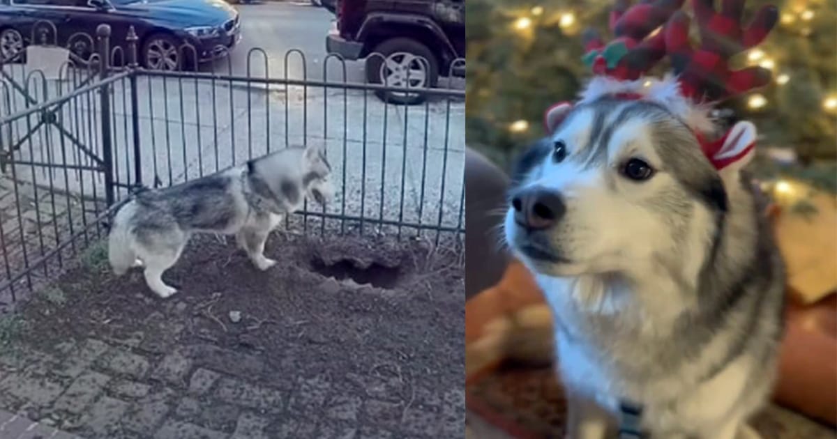 Husky dog kept digging a hole in the yard — owner investigates and makes a life-saving discovery