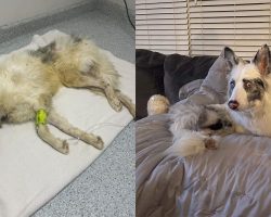 Blind, epileptic dog was found in box, thought to be dead — but now he’s made an incredible recovery