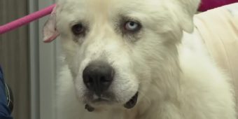 Casper, dog who fought off coyotes to protect his flock of sheep, nominated for “Farm Dog of the Year”