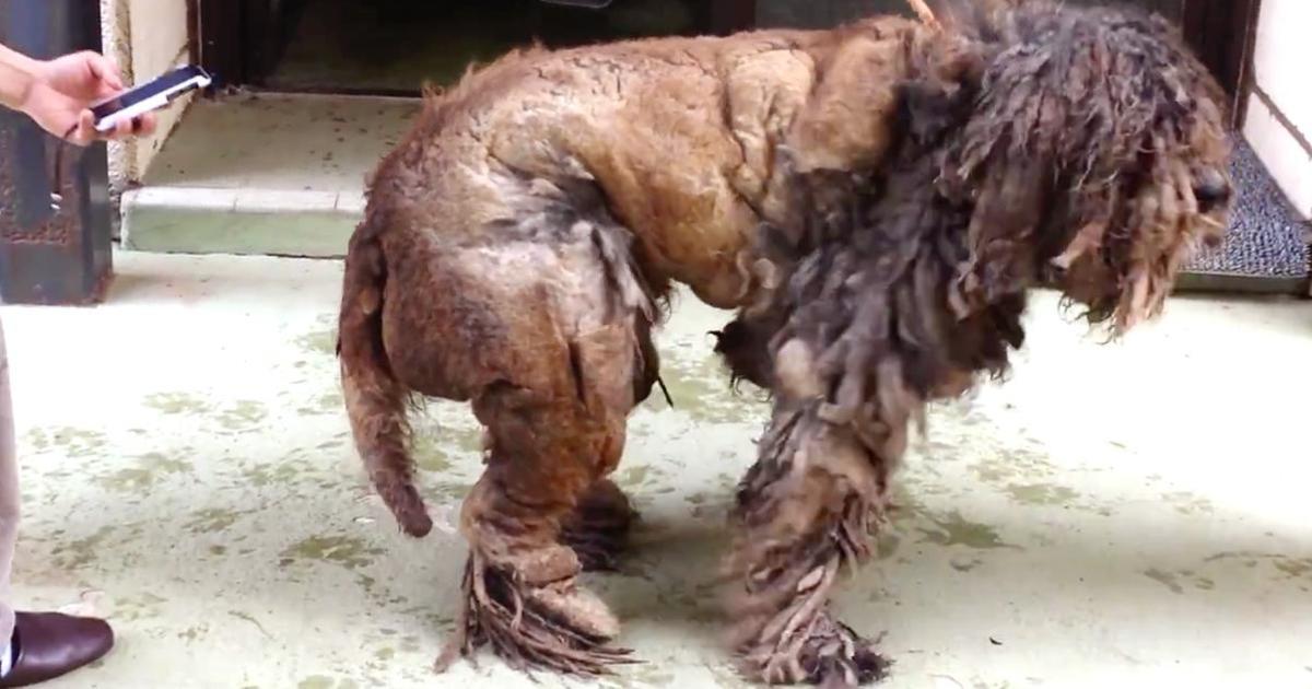 Abandoned poodle gets a makeover that warms my heart