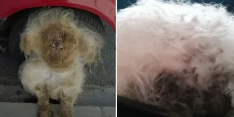Abandoned dog’s remarkable transformation sparks hope and compassion