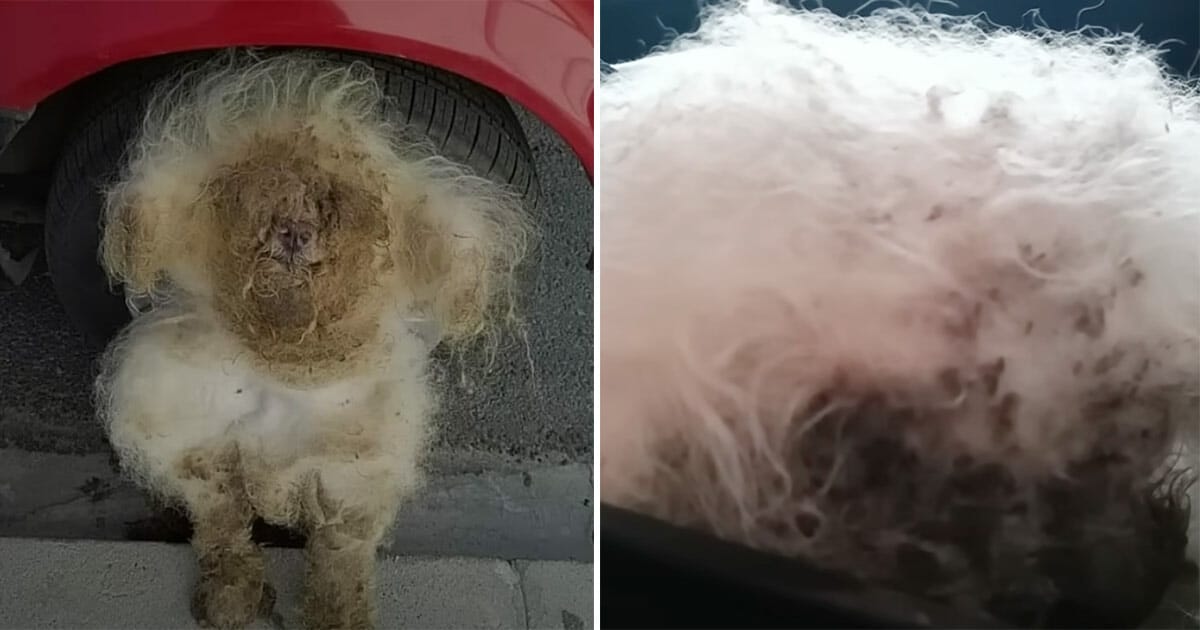 Abandoned dog’s remarkable transformation sparks hope and compassion