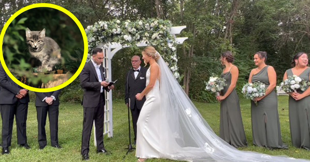 Couple’s wedding ceremony is interrupted by meowing stray cat — what they did next led to a very happy ending