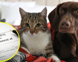 Elderly woman changes will to leave $2.8 million to cats and dogs — heartbreaking reason has people agreeing with her