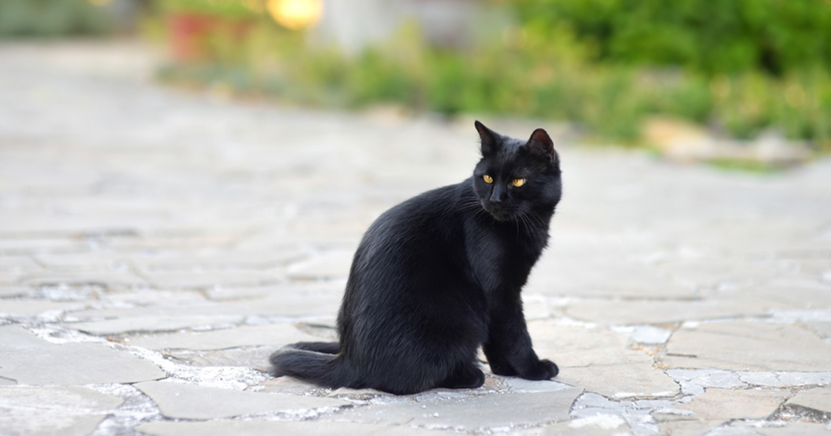 Heroic cat fights off two coyotes to save family dog from attack — watch the video