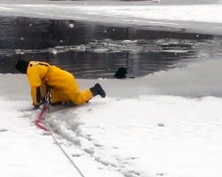 Firefighter braves freezing waters to save dog who fell through ice — thank you