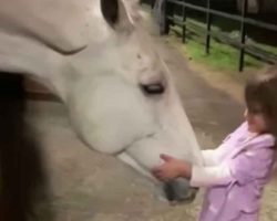 Little girl desperately wants to calm giant horse – now watch the animal’s reaction