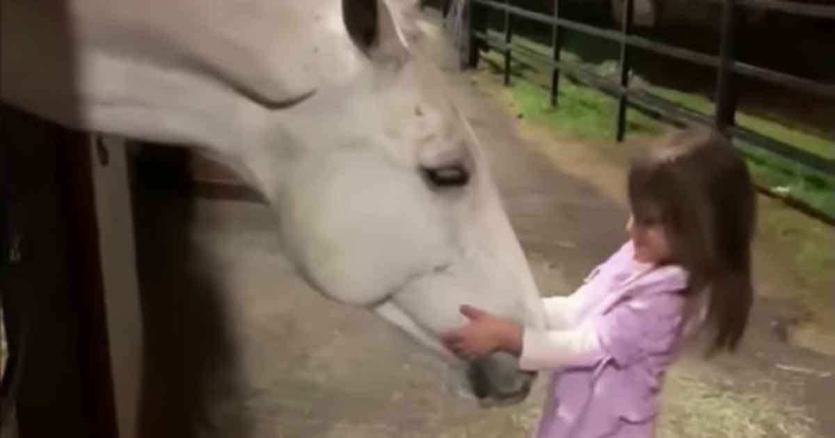 Little girl desperately wants to calm giant horse – now watch the animal’s reaction