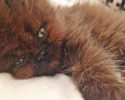 Animal lover saves sick little kitten – when he grows up she can’t believe her eyes