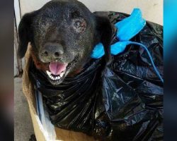 Old dog is found in trash bag – then a woman looks in her eyes and sees the unthinkable