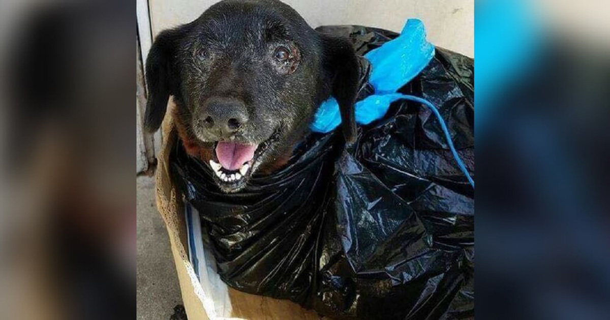 Old dog is found in trash bag – then a woman looks in her eyes and sees the unthinkable