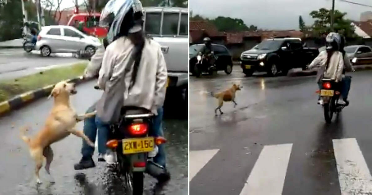 Dog desperately runs after owners after he’s abandoned – now the heartbreaking video goes viral