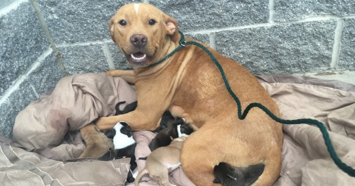 Pit bull gives birth to 10 puppies, hours later, the unthinkable happens