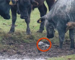 30 cows surround a newcomer in their field – then save the life of a lost baby