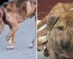 No one believed ”pumpkin head” dog would survive – four weeks later, he has proven everyone wrong