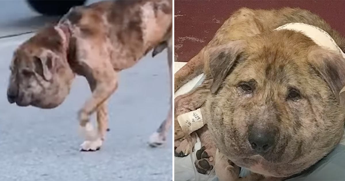 No one believed ”pumpkin head” dog would survive – four weeks later, he has proven everyone wrong