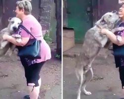 Mom Finds Her Starving Dog 2 Years After Being Stolen