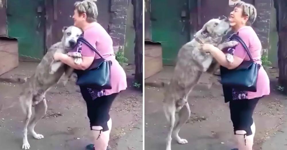 Mom Finds Her Starving Dog 2 Years After Being Stolen