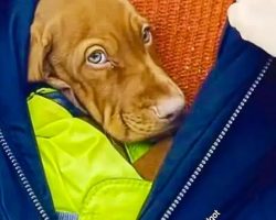 Adorable Little Puppy Stays Warm Inside Of Owner’s Jacket