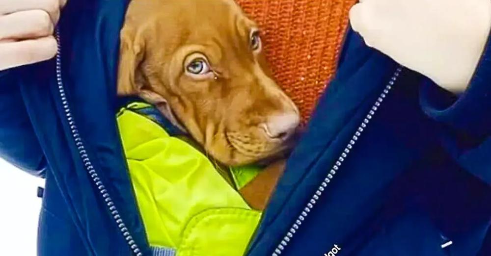 Adorable Little Puppy Stays Warm Inside Of Owner’s Jacket