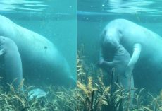 Heartwarming video shows mama manatee giving a sweet hug to her baby