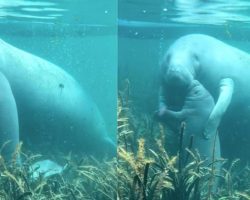 Heartwarming video shows mama manatee giving a sweet hug to her baby