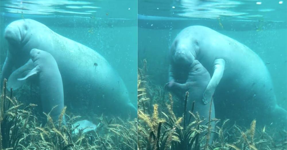 Heartwarming video shows mama manatee giving a sweet hug to her baby