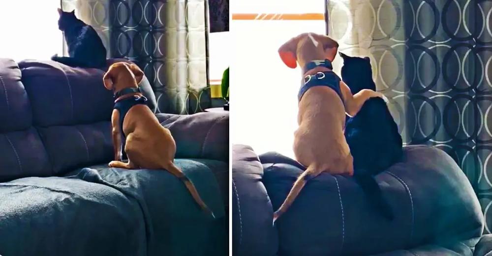 Beagle Pup Birdwatches With His Best Friend