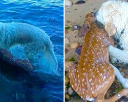 Brave Dog Makes A Splash To Save Drowning Baby Deer