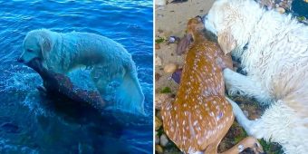 Brave Dog Makes A Splash To Save Drowning Baby Deer