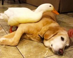Possessive Duck Won’t Let Human Pet His Doggy Friend