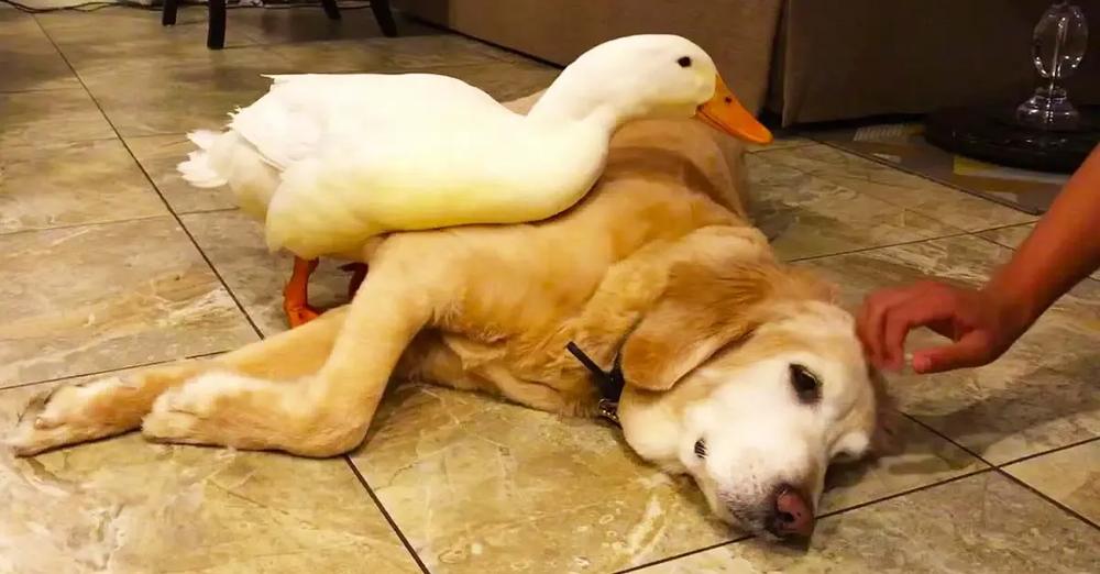 Possessive Duck Won’t Let Human Pet His Doggy Friend