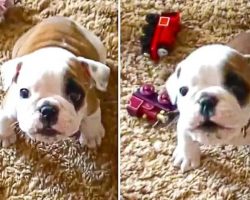Bulldog Puppy Throws An Adorable Temper Tantrum
