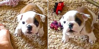 Bulldog Puppy Throws An Adorable Temper Tantrum