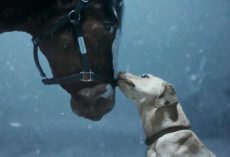 Budweiser Clydesdales Super Bowl 2024 Commercial: They’re Back