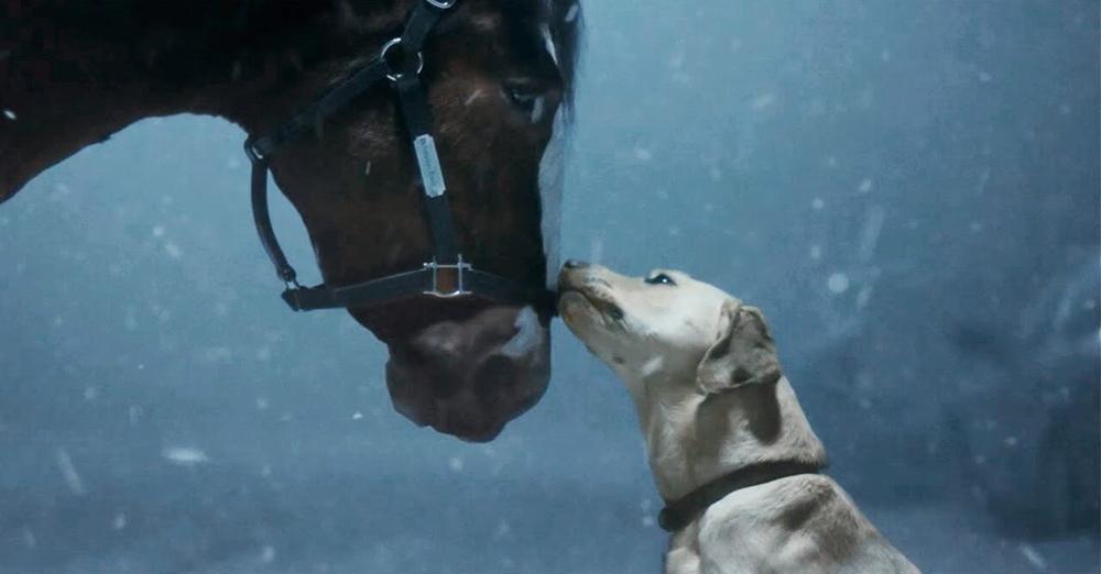Budweiser Clydesdales Super Bowl 2024 Commercial: They’re Back