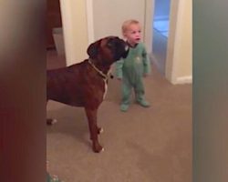 The toddler and dog responding to the same commands has mom laughing