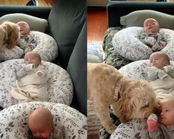 Protective Dog Makes Sure Newborn Triplets Are Safe And Happy
