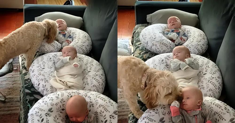Protective Dog Makes Sure Newborn Triplets Are Safe And Happy