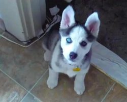 Adorable Talking Husky Puppy Says “I Love You”